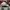 Adidas Casual Hat Pria gray photo 4