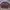 Japanese brand Casual Sweater Pria brown photo 2