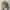 Pull & Bear Streetwear Skater Hat Pria tan brown photo 2