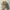 Pull & Bear Streetwear Skater Hat Pria Tan Brown