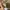 Pull & Bear Streetwear Skater Hat Pria tan brown photo 6
