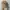 Pull & Bear Streetwear Skater Hat Pria tan brown photo 1