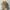 Pull & Bear Streetwear Skater Hat Pria Tan Brown