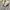 MLB Casual Hoody Pria white gray photo 4