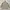 Japanese brand Gorpcore Casual Parka Pria khaki cream photo 2