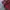 Uniqlo Vintage Casual shirt Pria red black photo 5