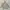 Polo Ralph Lauren Gorpcore Casual Parka Pria Tan Cream
