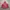 Sportswear Casual Track jacket Pria burgundy photo 1