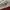 Nike Sportswear Sneakers Pria burgundy white photo 5