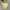 The North Face Minimalist Casual Windbreaker Kids yellow photo 6