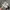 Converse Streetwear Skater Sneakers Wanita cream photo 1
