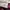 Dickies Skater Casual Formal pants Pria burgundy photo 7