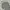 Giordano Casual Polo shirt Pria gray photo 1