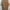 Cardinal Minimalist Sweatshirt Pria tan photo 2