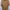 Cardinal Minimalist Sweatshirt Pria tan photo 1