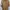Cardinal Minimalist Sweatshirt Pria Tan