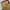 FUBU Streetwear Casual Casual pants Pria khaki orange photo 4