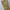 FUBU Streetwear Casual Casual pants Pria khaki orange photo 3