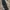 Dickies Vintage Casual Casual pants Pria black photo 1