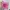 ELLE Lolita Clutch Wanita Pink