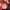 Adidas Streetwear Sneakers Pria red black photo 4