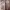 Axes Femme Vintage Midi Dress Wanita Tan Cream