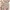 Omighty Y2K Casual Mini Skirt Wanita Tan Brown