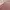 Fur coat Wanita pink photo 4
