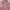 Fur coat Wanita pink photo 3