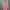 H&M Minimalist Casual Fleece Pria Pink