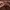 Dickies Casual Sweatshirt Pria brown photo 3