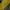 Pancoat Casual Sweatshirt Pria yellow photo 5