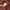 Oioi Casual Hoody Pria brown photo 5