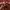 Oioi Casual Hoody Pria brown photo 4