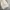 Dickies Vintage Y2K Jeans Pria white gray photo 6