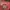 Furla Luxury Crossbody Bag Wanita red photo 1