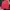 Cross Colours Vintage Streetwear Short Pria Red