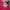 Cross Colours Vintage Streetwear Short Pria red photo 5