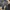 Dickies Minimalist Casual Formal Pants Pria Black