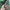 Puma Casual Casual pants Pria green photo 5