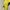Adidas Sportswear T-shirt Pria yellow photo 5