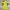 Adidas Sportswear T-shirt Pria yellow photo 1