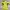 Adidas Sportswear T-shirt Pria Yellow