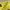 Adidas Sportswear T-shirt Pria yellow photo 2