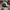 Billabong Casual Hat Pria multicolor tan photo 4