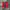 Champion Sportswear Short Pria red photo 1