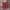 Champion Sportswear Short Pria Red