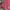 Adidas Sportswear T-shirt Wanita pink photo 3