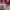 Claude Casual Sweater Wanita burgundy red photo 3