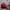 Jeep Vintage Hat Pria red photo 3